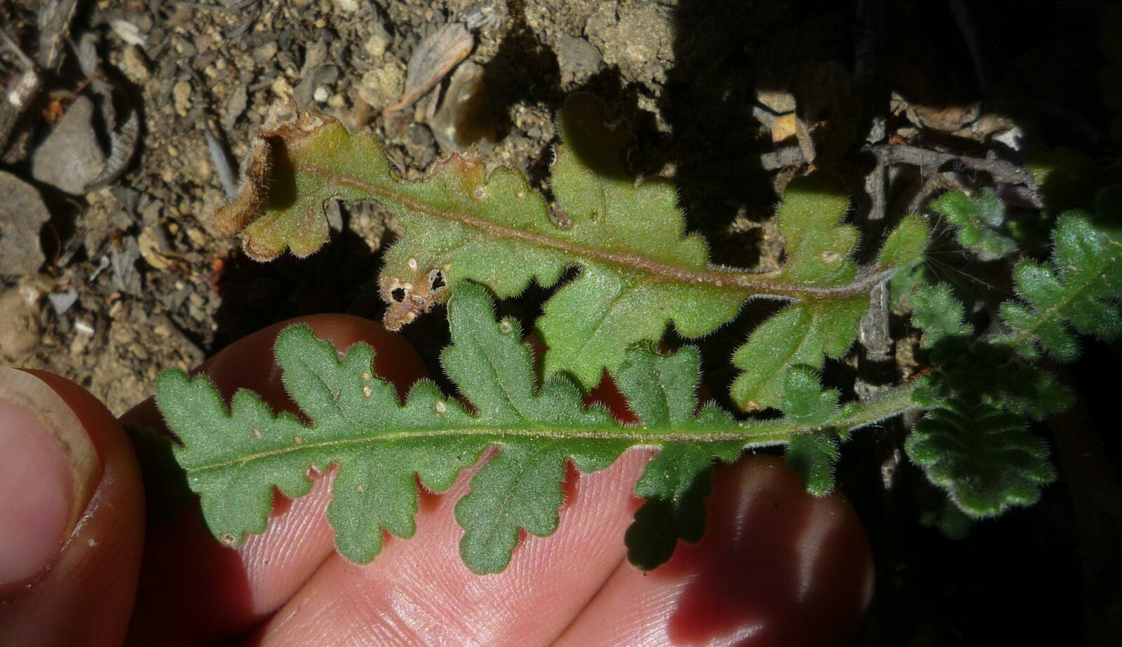 High Resolution Phacelia brachyloba Leaf